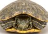 Student stories 5: Turtle and Snake ETP33p30 image 1