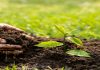 The man who planted trees student in classroom