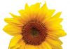 How does your garden grow? student in classroom