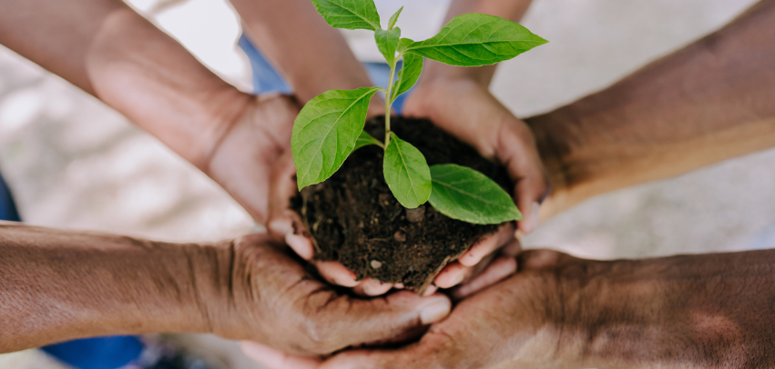 Three people holding a plant root bulb