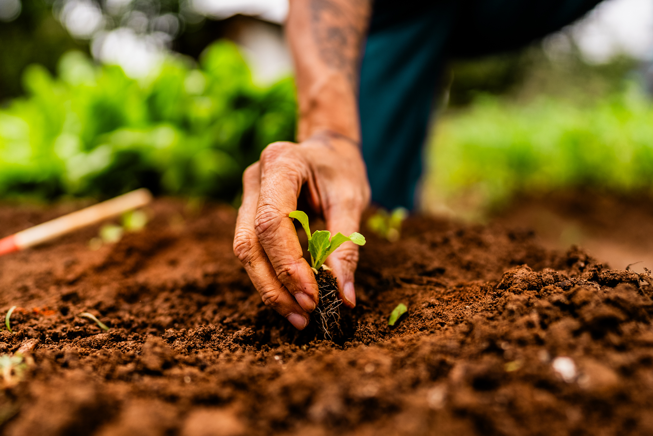 A person planting a small seedling into the soil in a garden, with green plants blurred in the background.