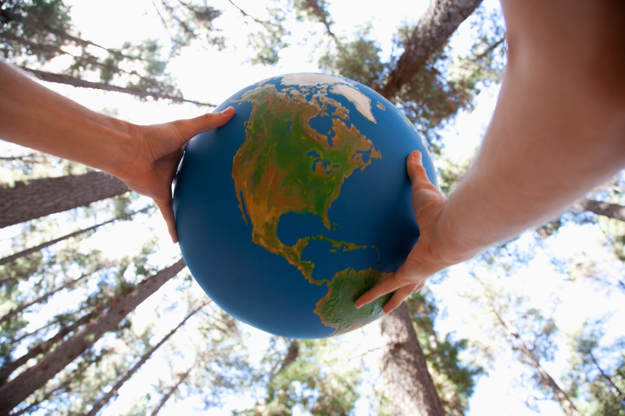 Two hands holding a globe with a view of North and South America, surrounded by a tall forest of trees under a clear sky.