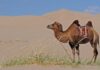The baby camel