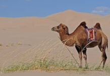 The baby camel
