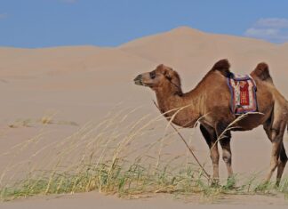 The baby camel
