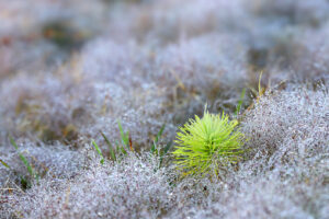 A single bright green plant surrounded by frosty, silvery grass on the ground.