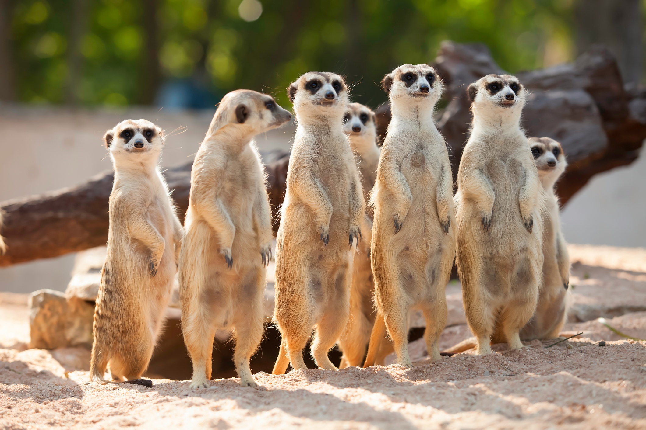 A group of seven meerkats standing upright on sandy ground, with a log in the background, in a sunlit area.