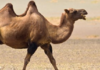 When should we teach the word camel? A Bactrian camel with two humps walking on a desert landscape.