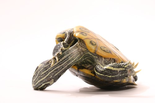 A turtle lying on its shell with its head and legs extended, featuring a patterned shell and striped skin, against a plain white background.