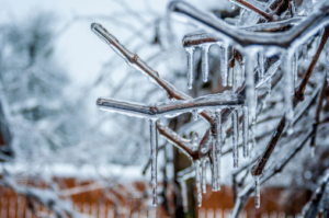 Close-up of tree branches covered in a layer of ice, with icicles hanging from them, set against a blurred outdoor background.