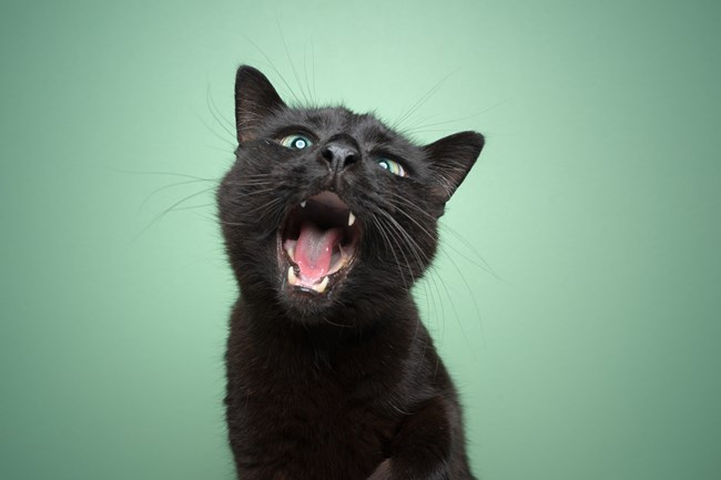 A black cat with its mouth open wide, displaying its teeth and tongue, against a light green background.