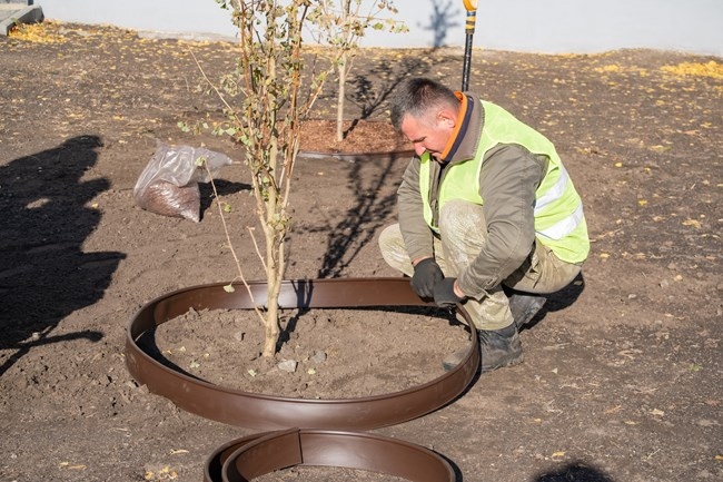 A man wearing a high-visibility vest is installing a circular garden border around a small tree in a dirt area.