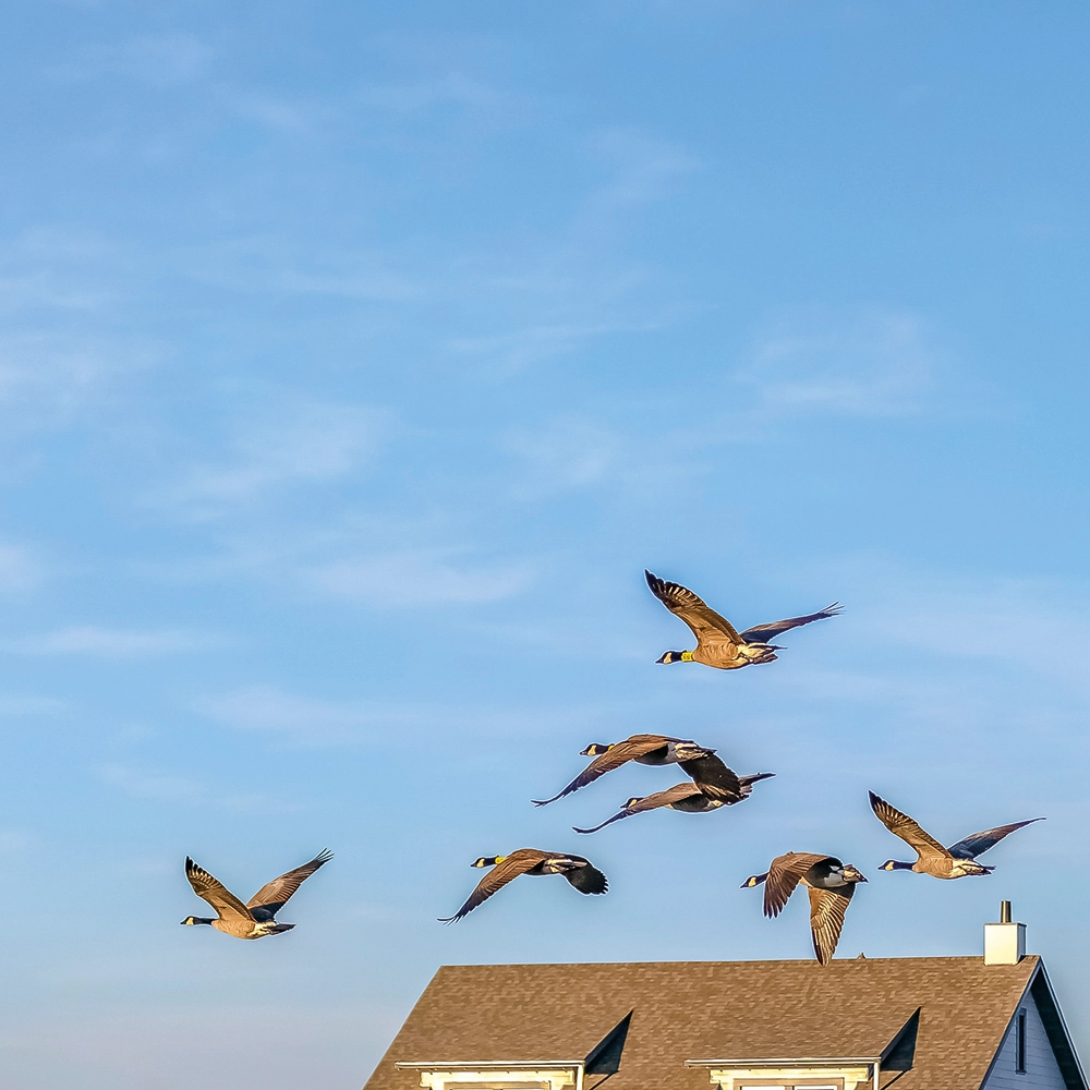 Seven geese flying in a V-formation over a house with a gabled roof under a clear blue sky.