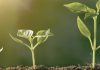 Leaders as gardeners Three plants at different stages of bloom